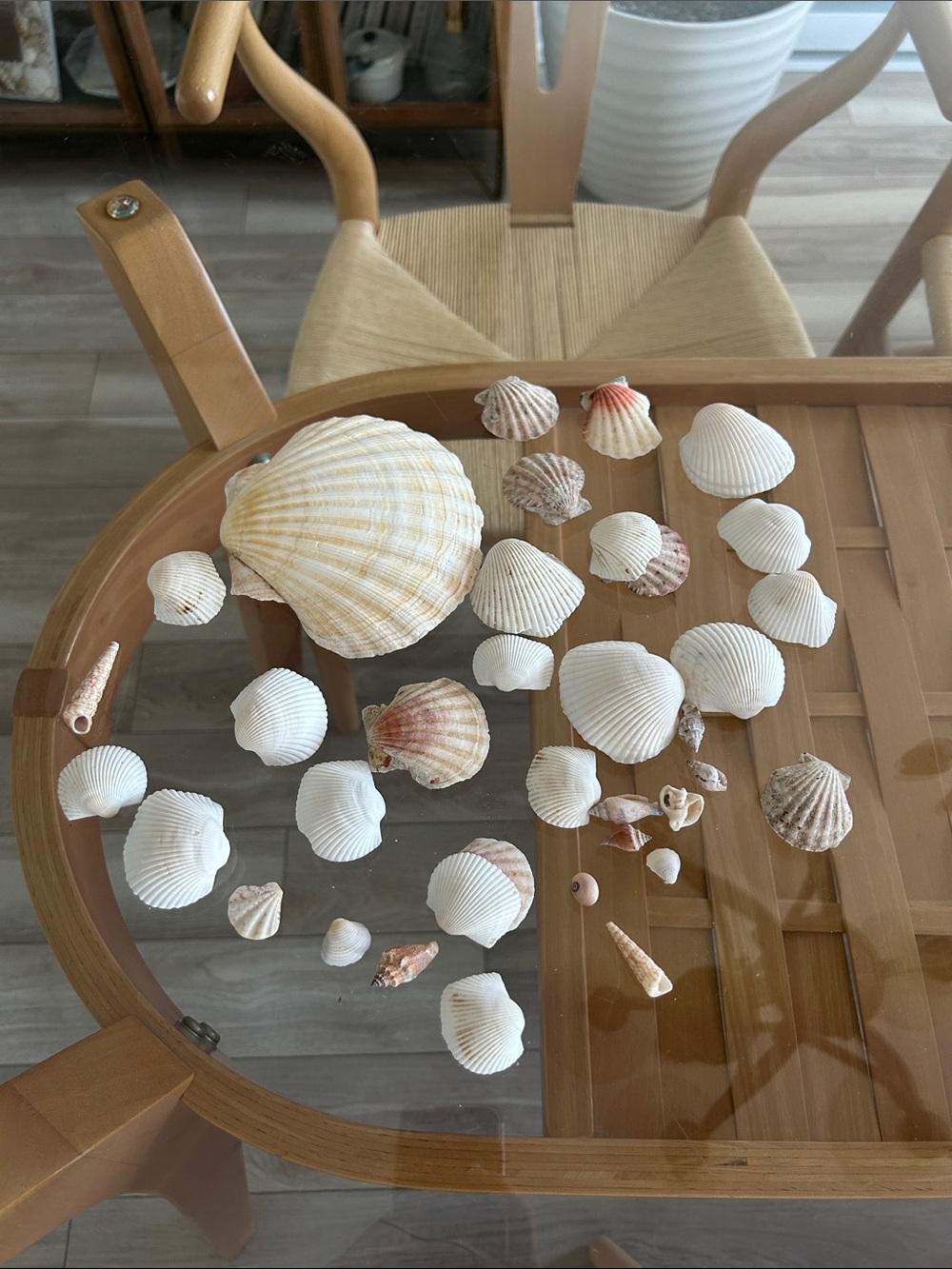 Assorted Natural Sea Shell Collection